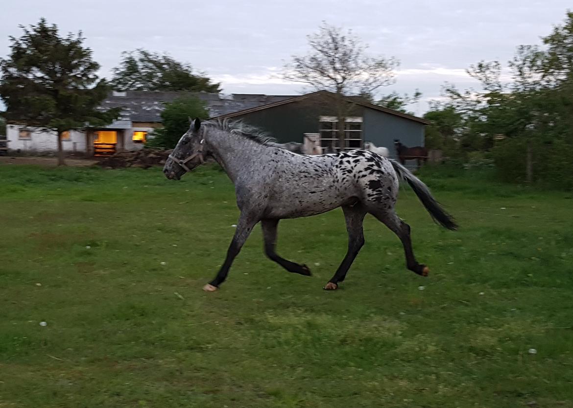 Knabstrupper Falco "SOLGT" billede 7