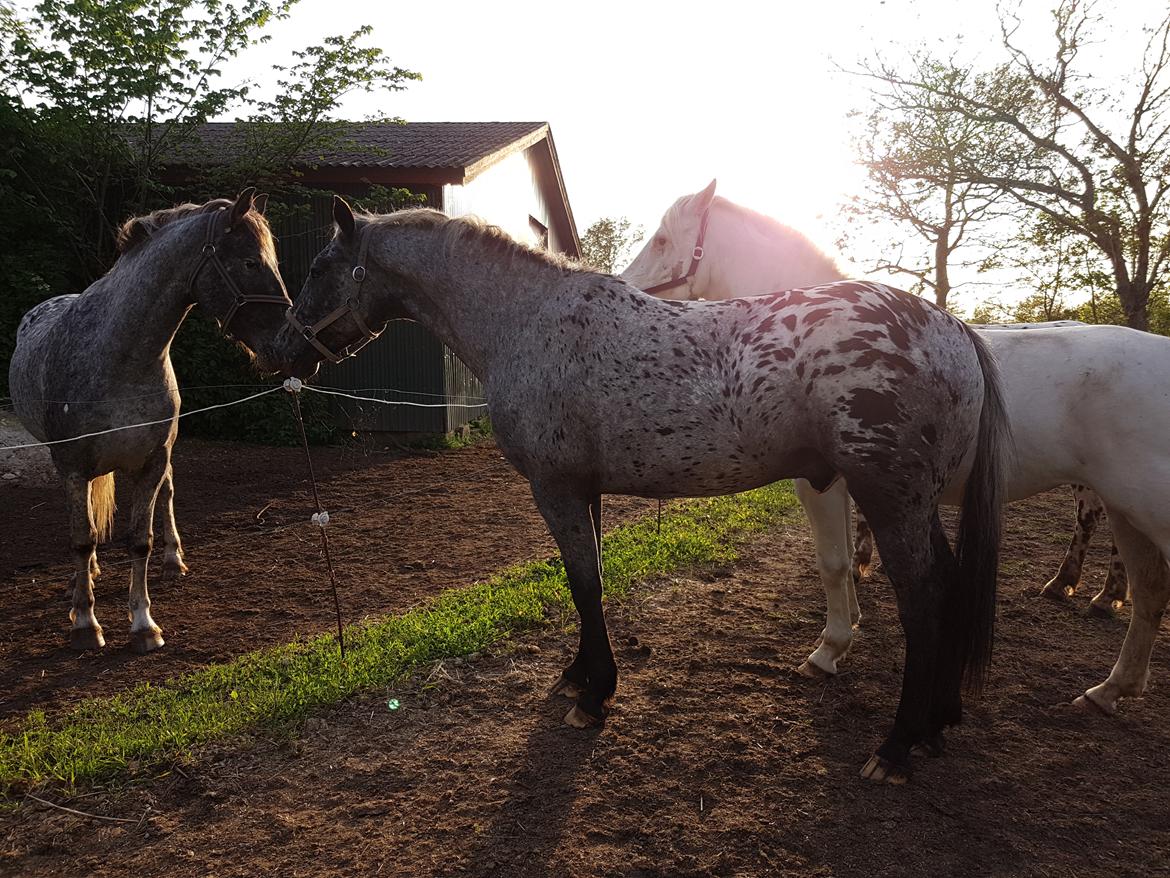 Knabstrupper Falco "SOLGT" billede 1