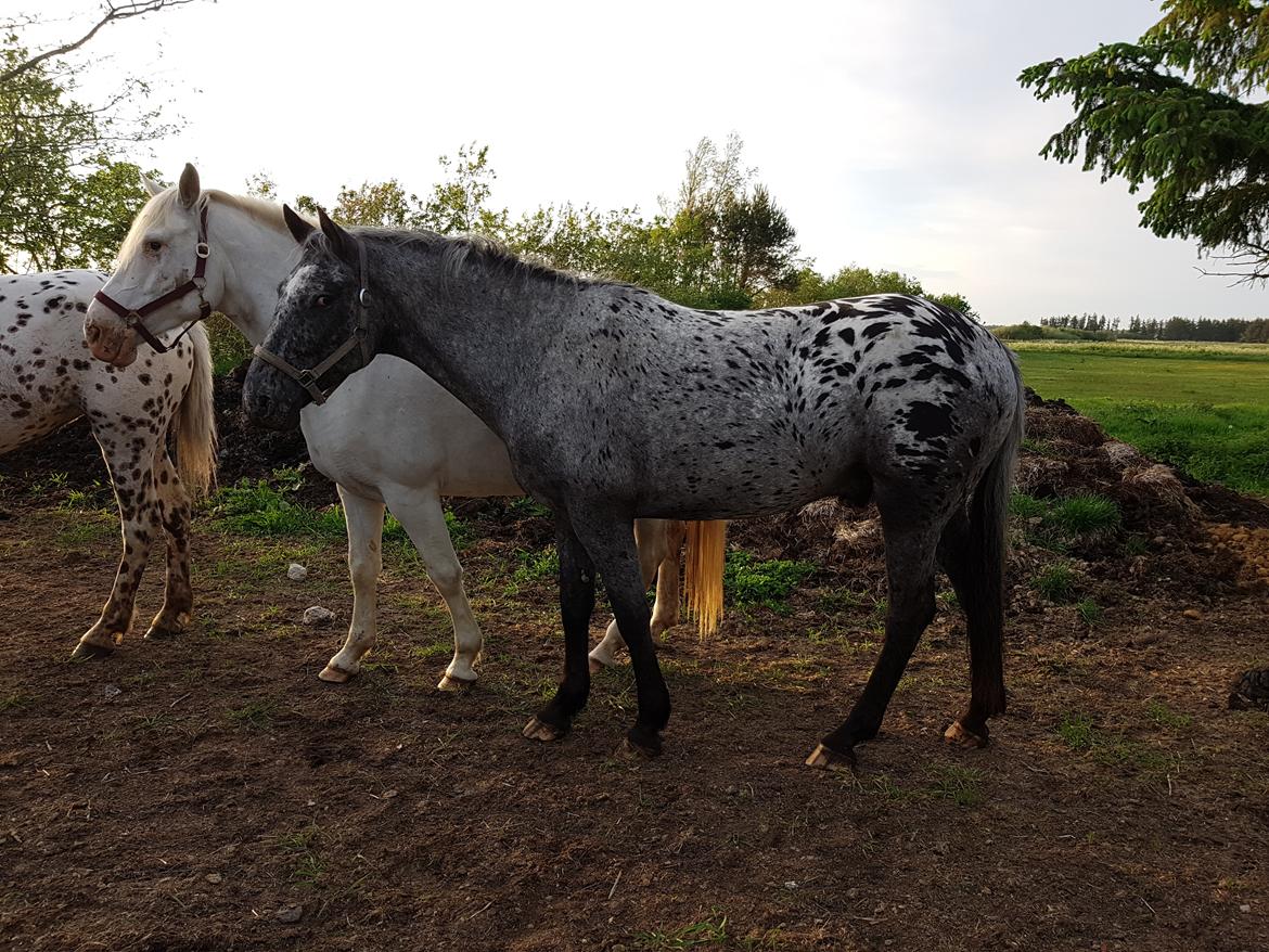 Knabstrupper Falco "SOLGT" billede 6