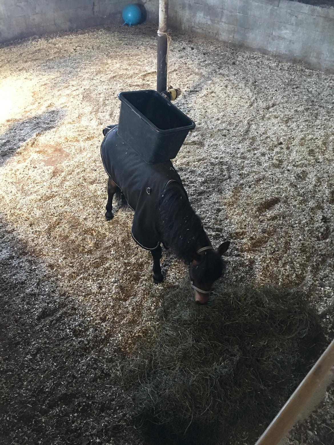 Amerikansk Miniature Lm wild painted lazett billede 12