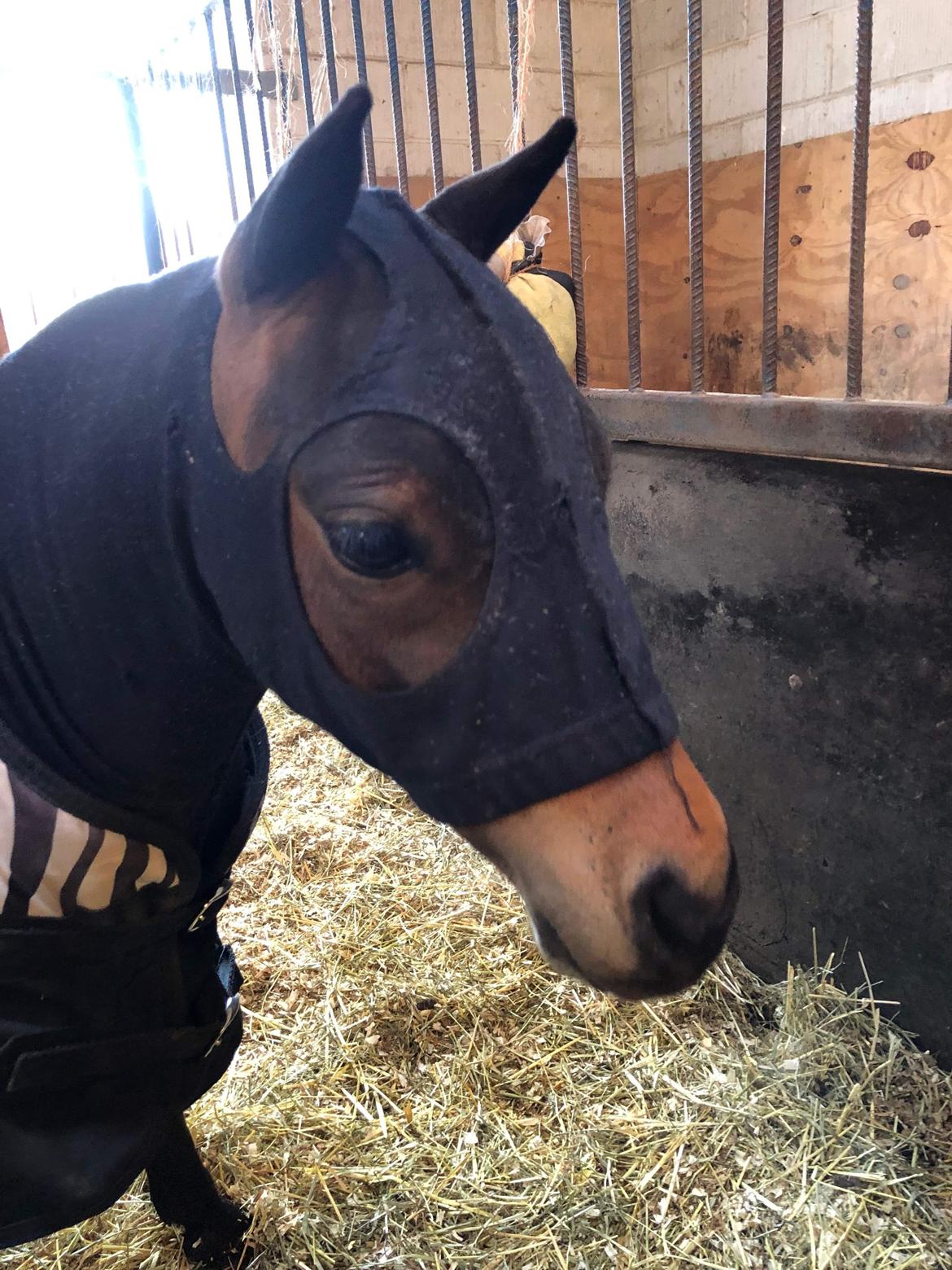 Amerikansk Miniature Lm wild painted lazett billede 16