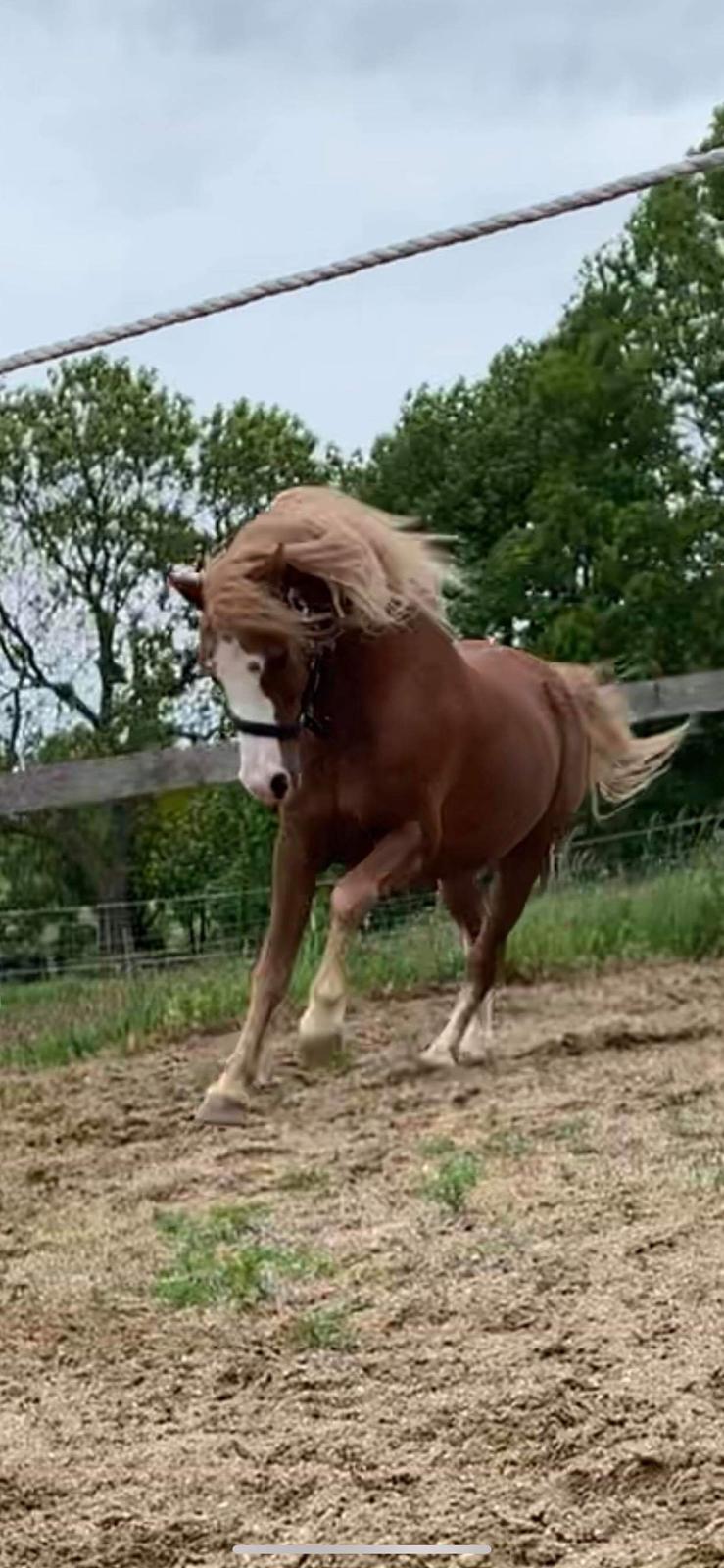 Welsh Mountain (sec A) Fakla Calypso *RIP*  billede 36