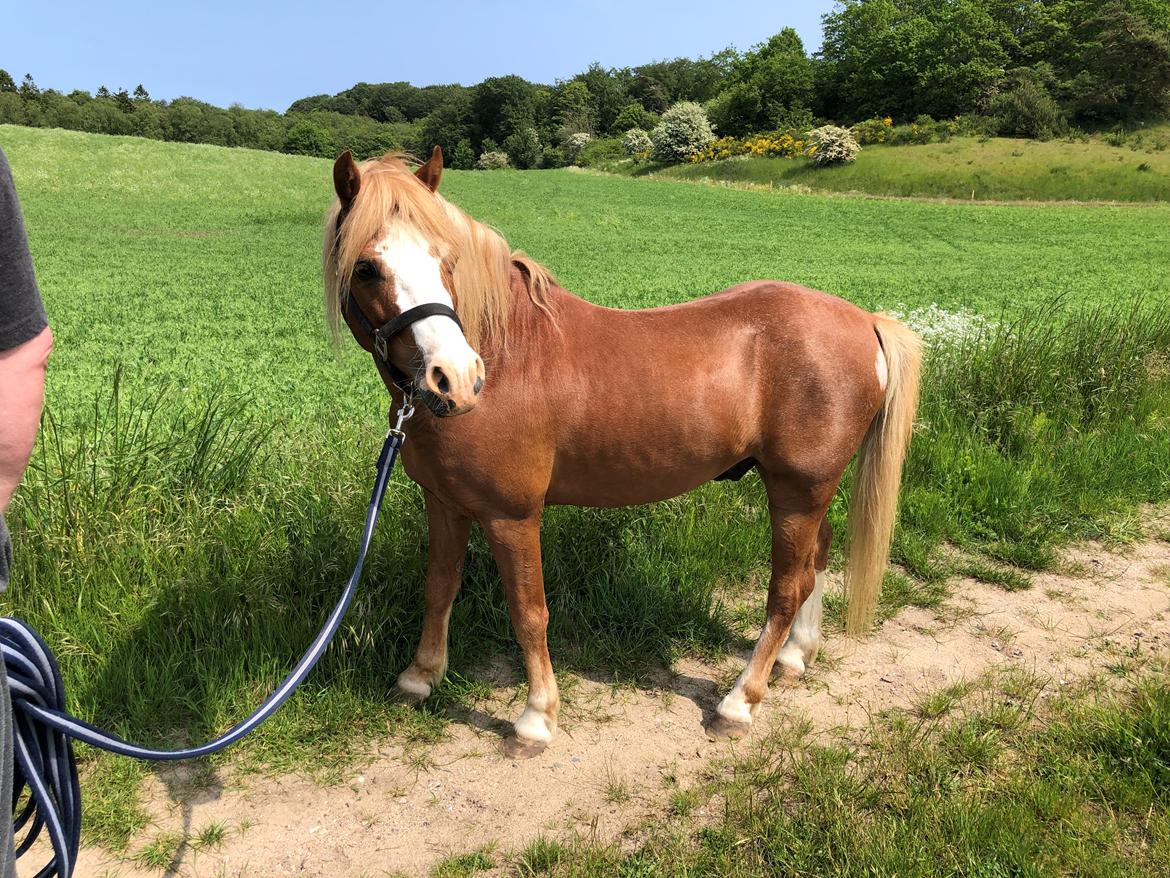 Welsh Mountain (sec A) Fakla Calypso *RIP*  billede 39