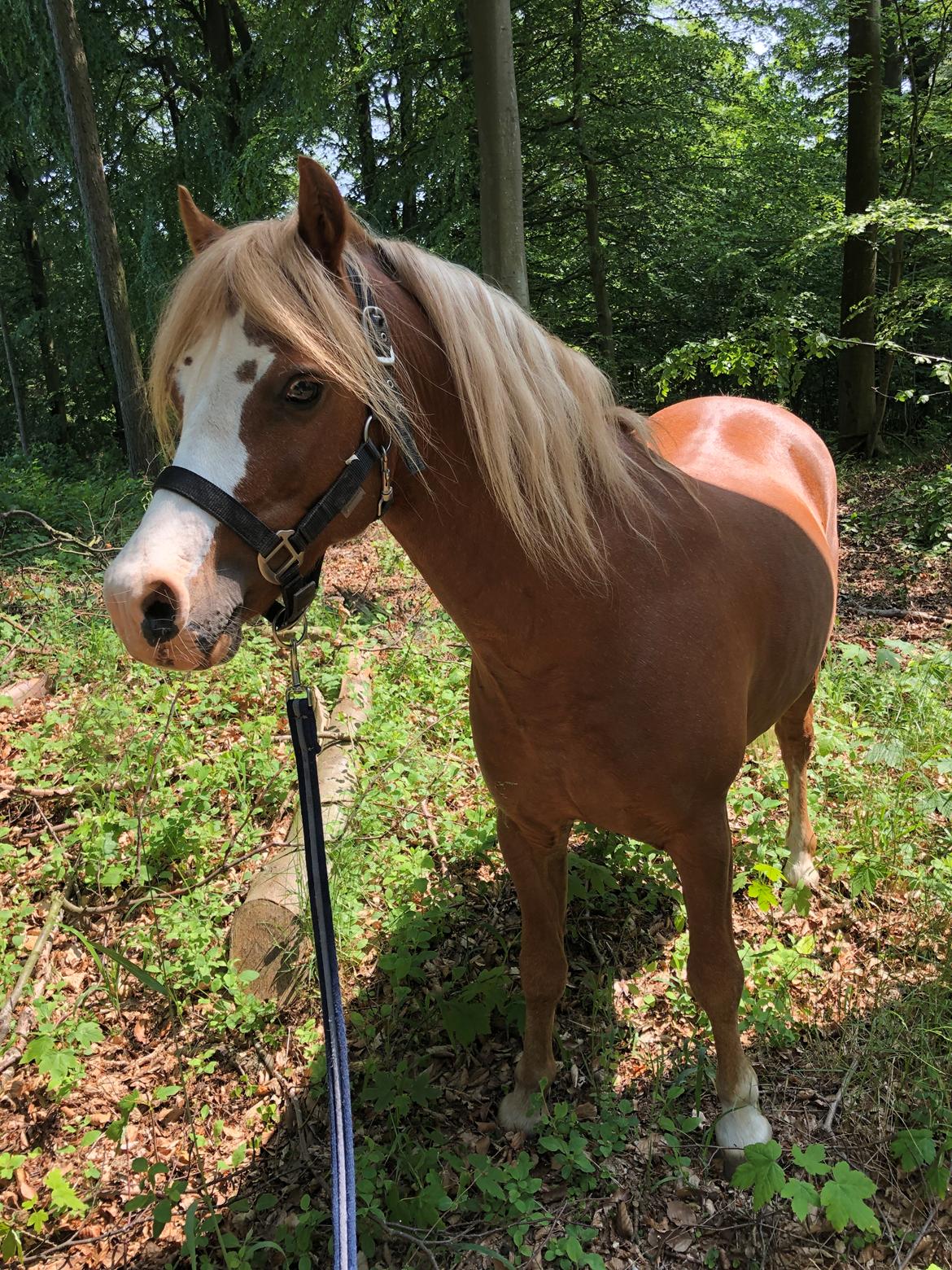 Welsh Mountain (sec A) Fakla Calypso *RIP*  billede 40