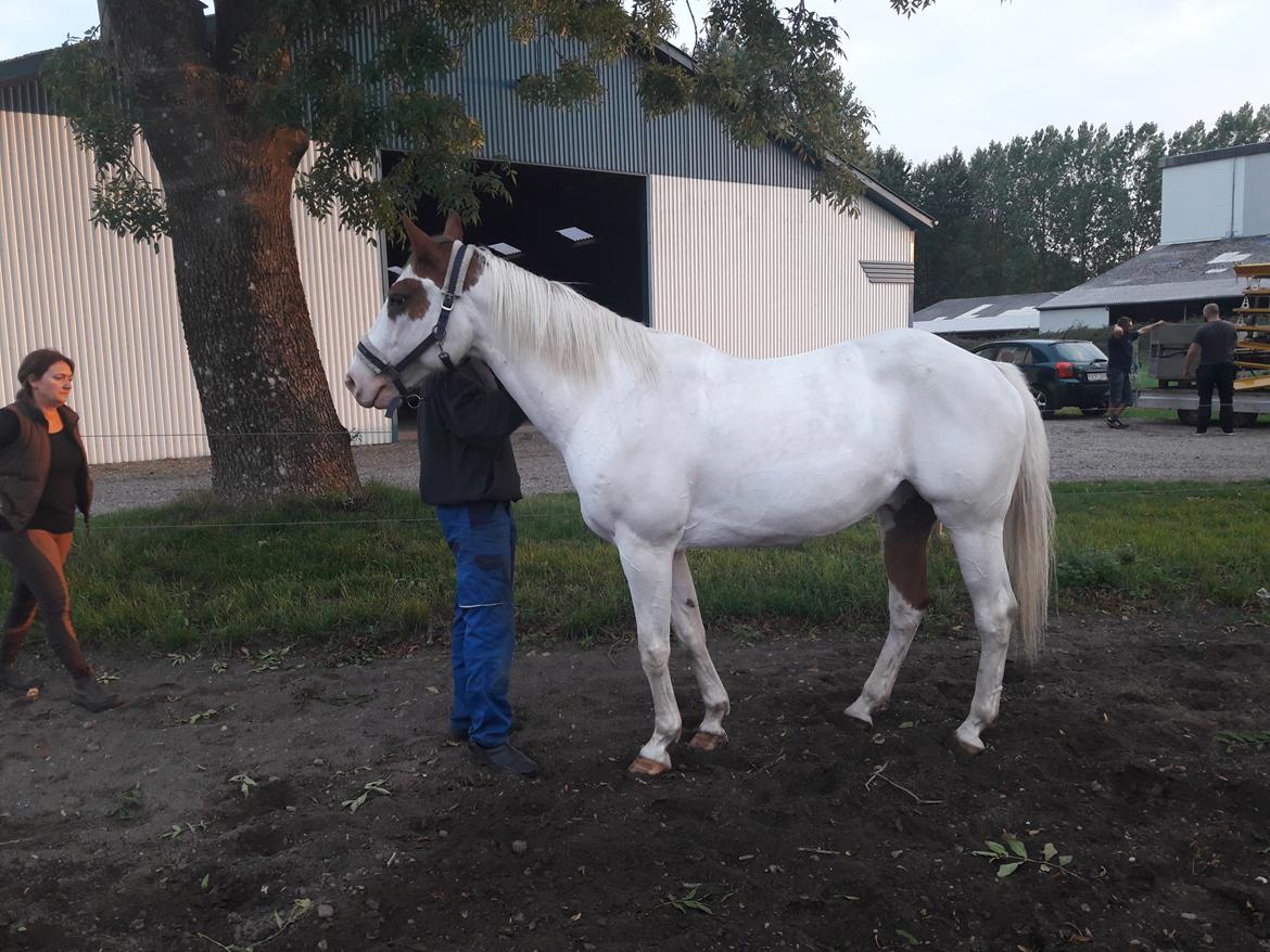 Anden særlig race Tantoos Comander (Kato) billede 10