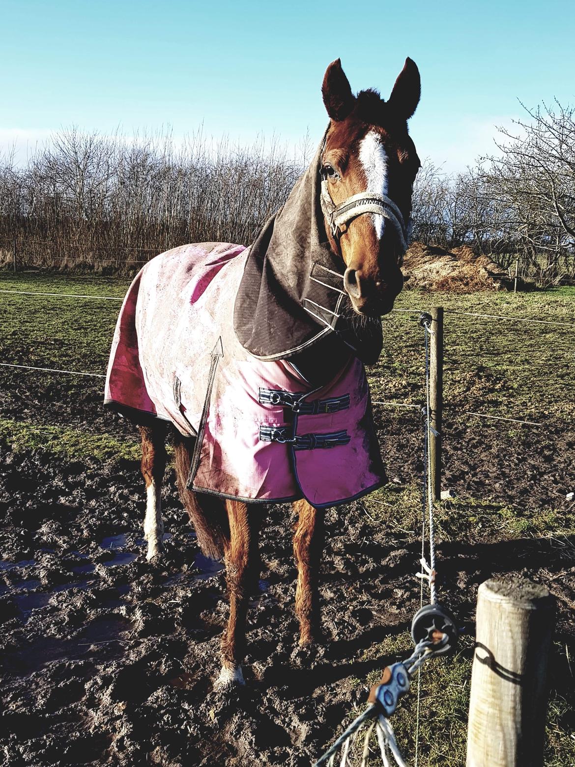 Dansk Varmblod Be - anka billede 1