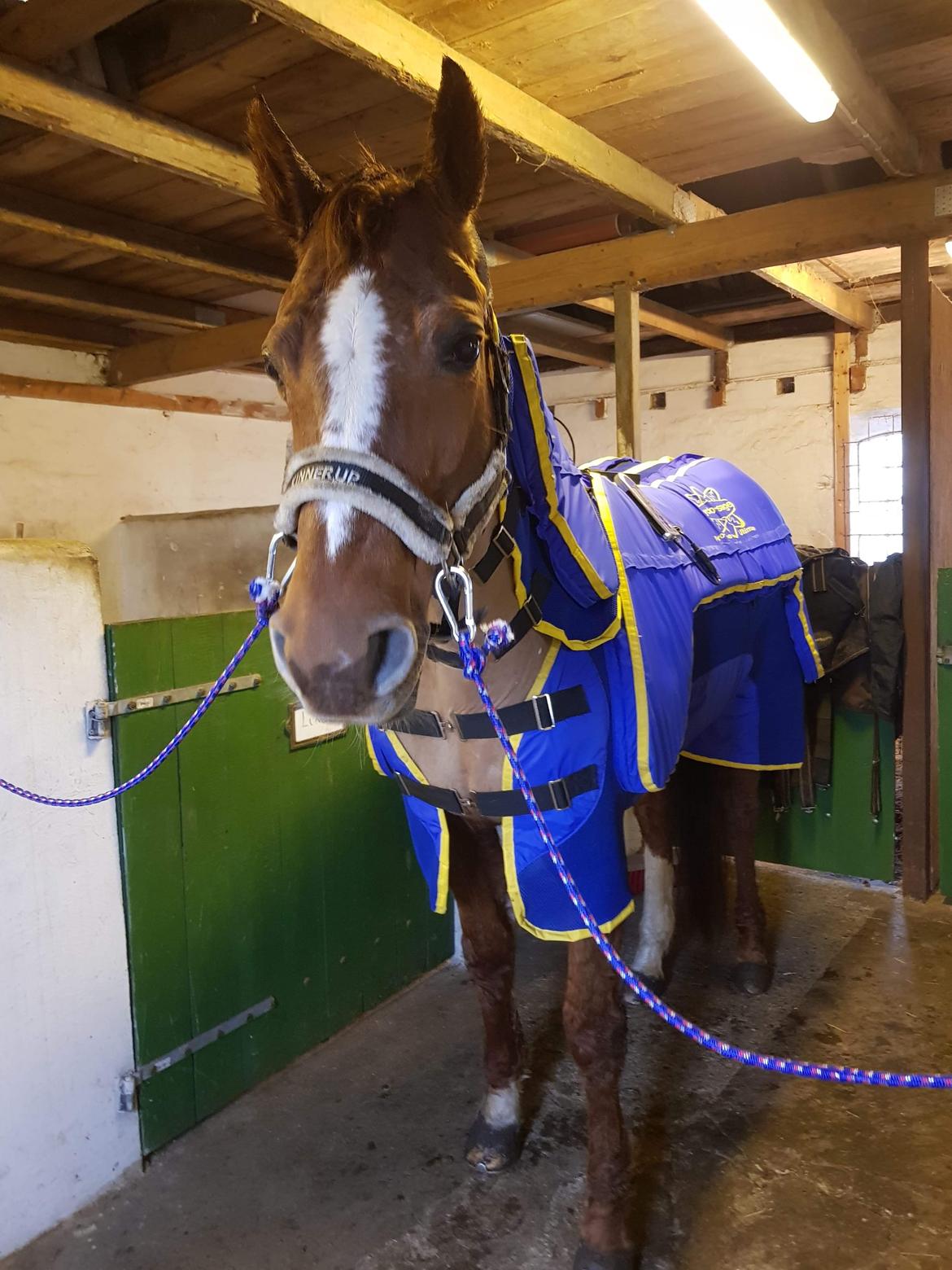 Dansk Varmblod Be - anka billede 2