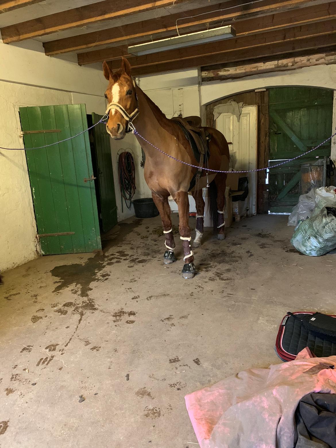 Dansk Varmblod Be - anka billede 5