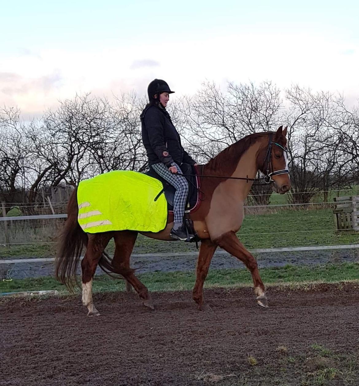 Dansk Varmblod Be - anka billede 3