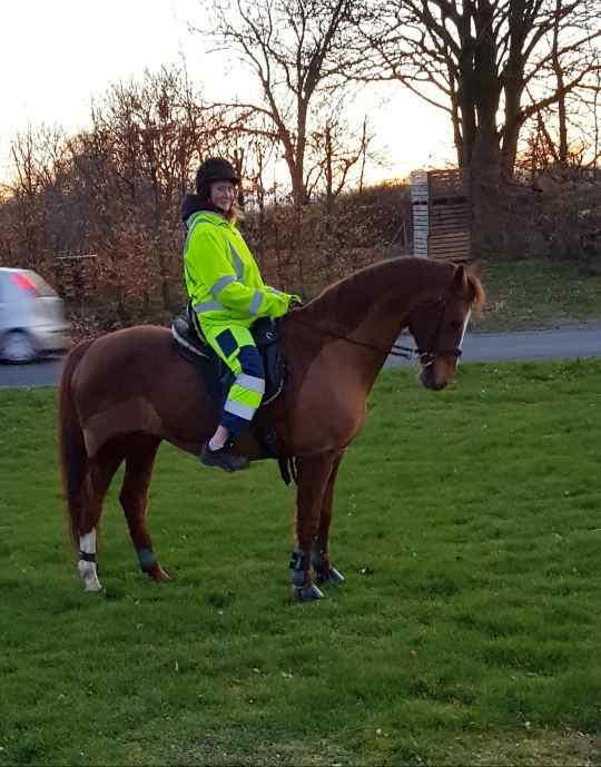 Dansk Varmblod Be - anka billede 6
