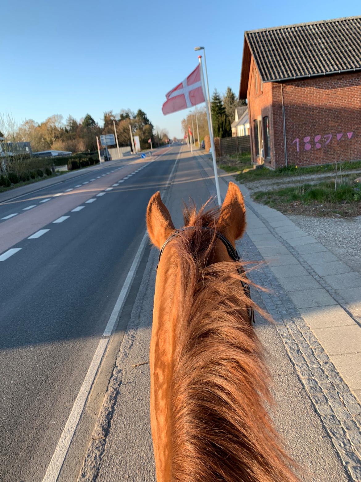 Dansk Varmblod Be - anka billede 8