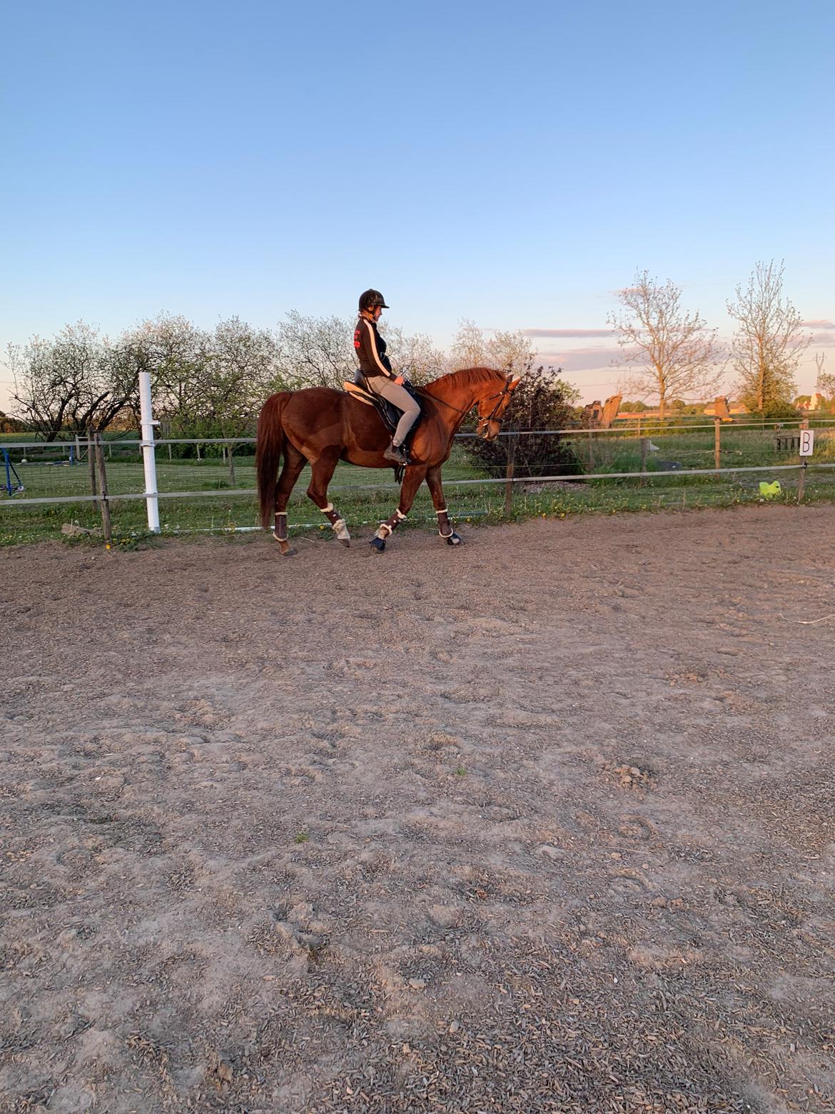 Dansk Varmblod Be - anka billede 9