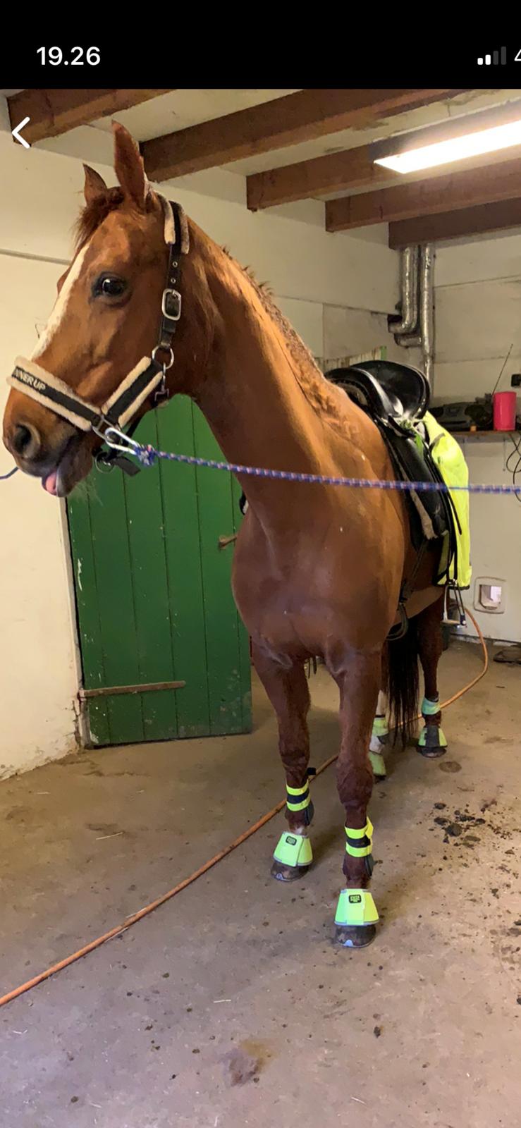 Dansk Varmblod Be - anka billede 7