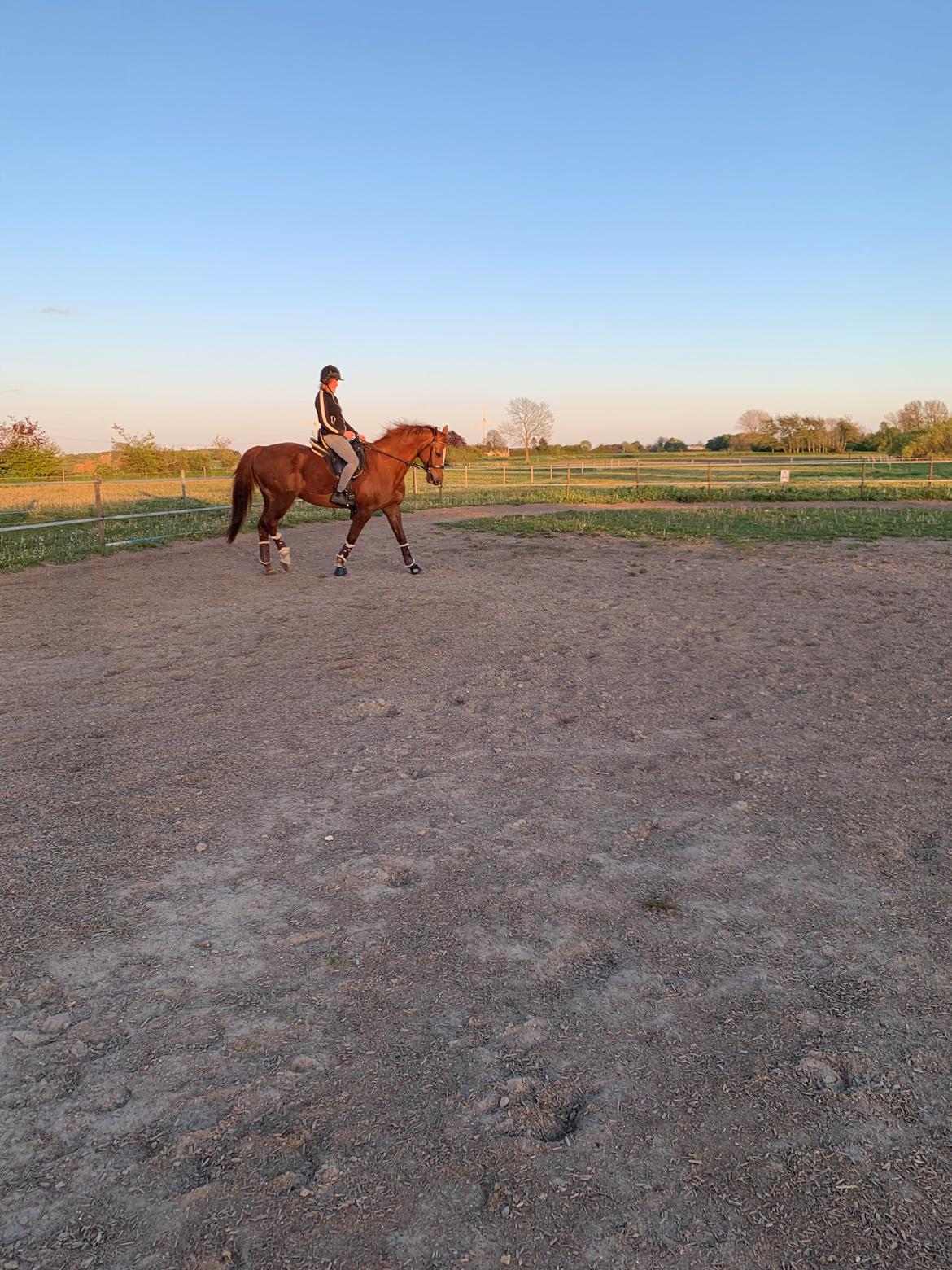 Dansk Varmblod Be - anka billede 11