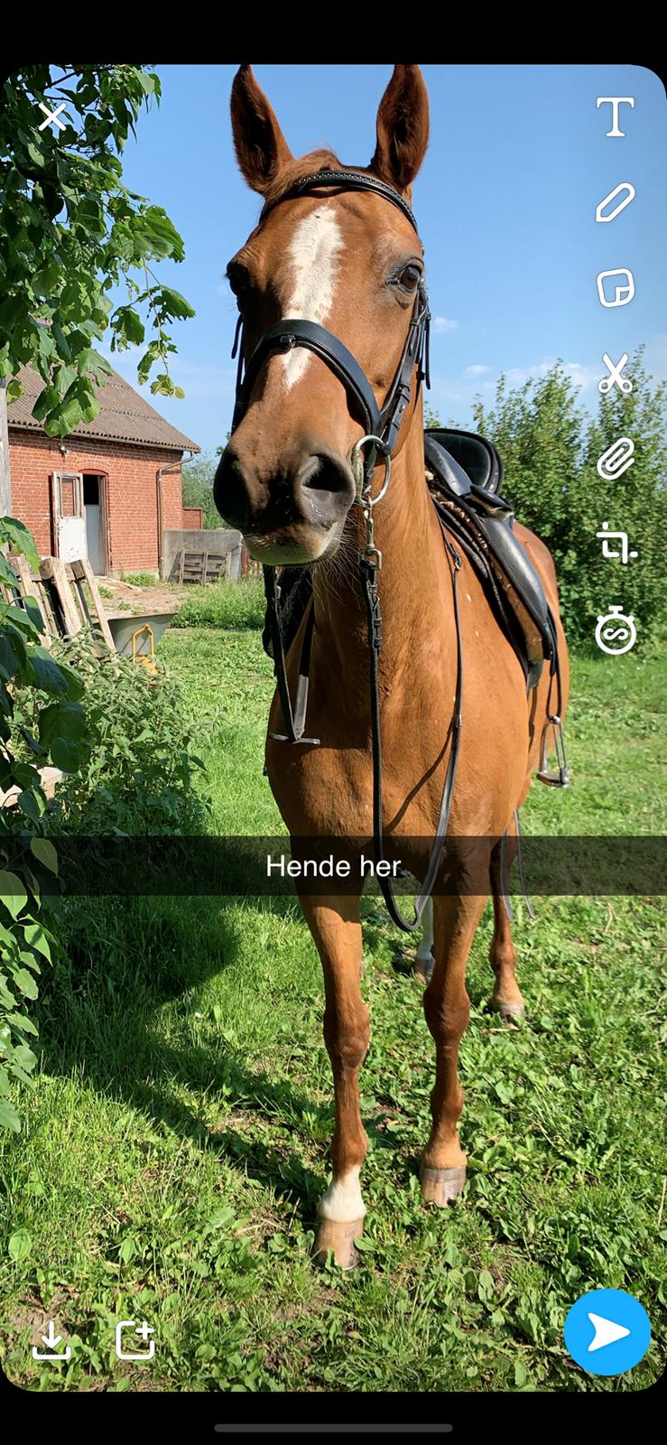 Dansk Varmblod Be - anka billede 12