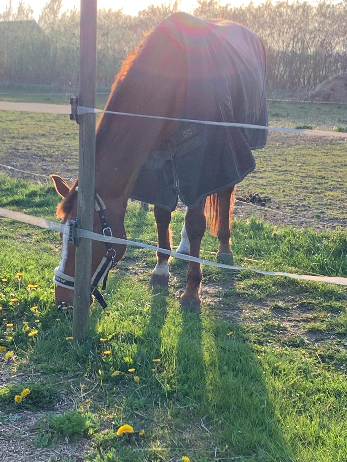 Dansk Varmblod Be - anka billede 10