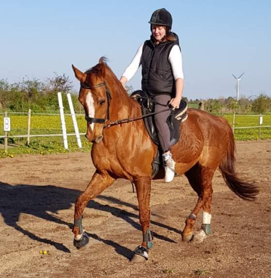 Dansk Varmblod Be - anka billede 14