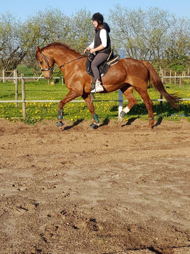 Dansk Varmblod Be - anka billede 15