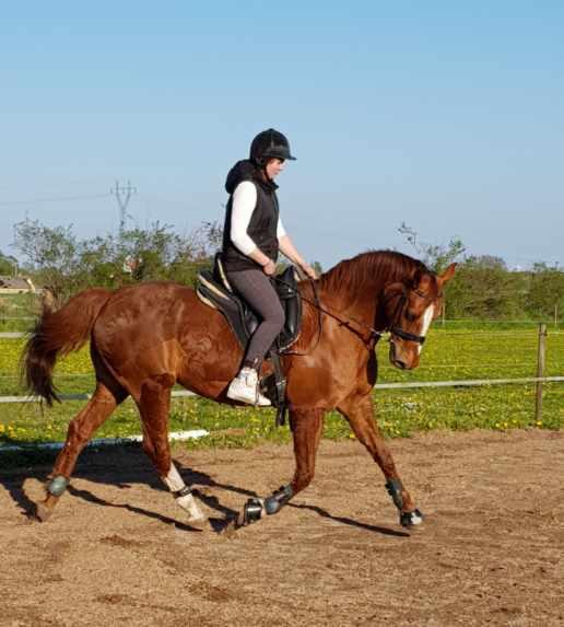 Dansk Varmblod Be - anka billede 16