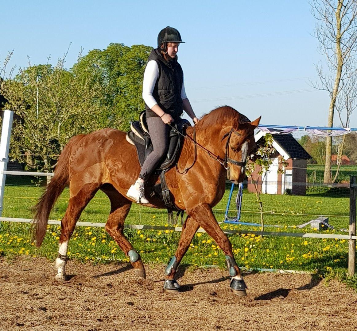 Dansk Varmblod Be - anka billede 13