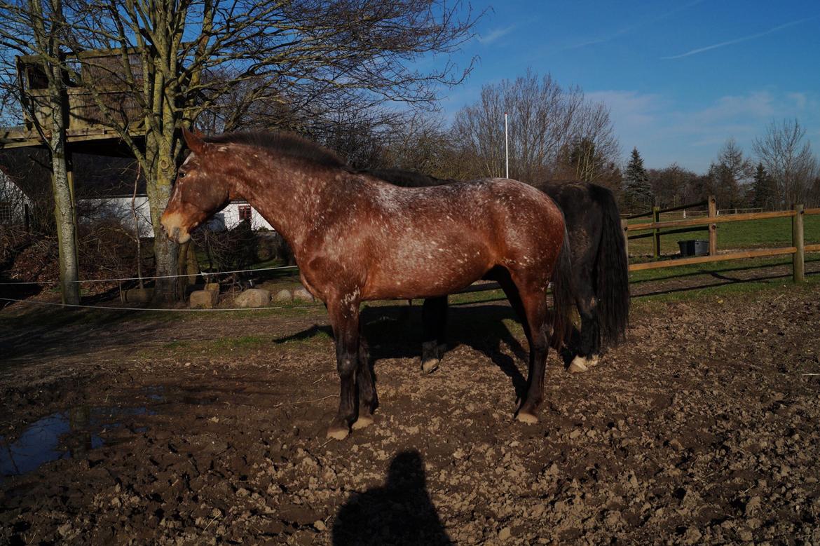 Knabstrupper Stald Buch's Texxa R.I.P billede 12