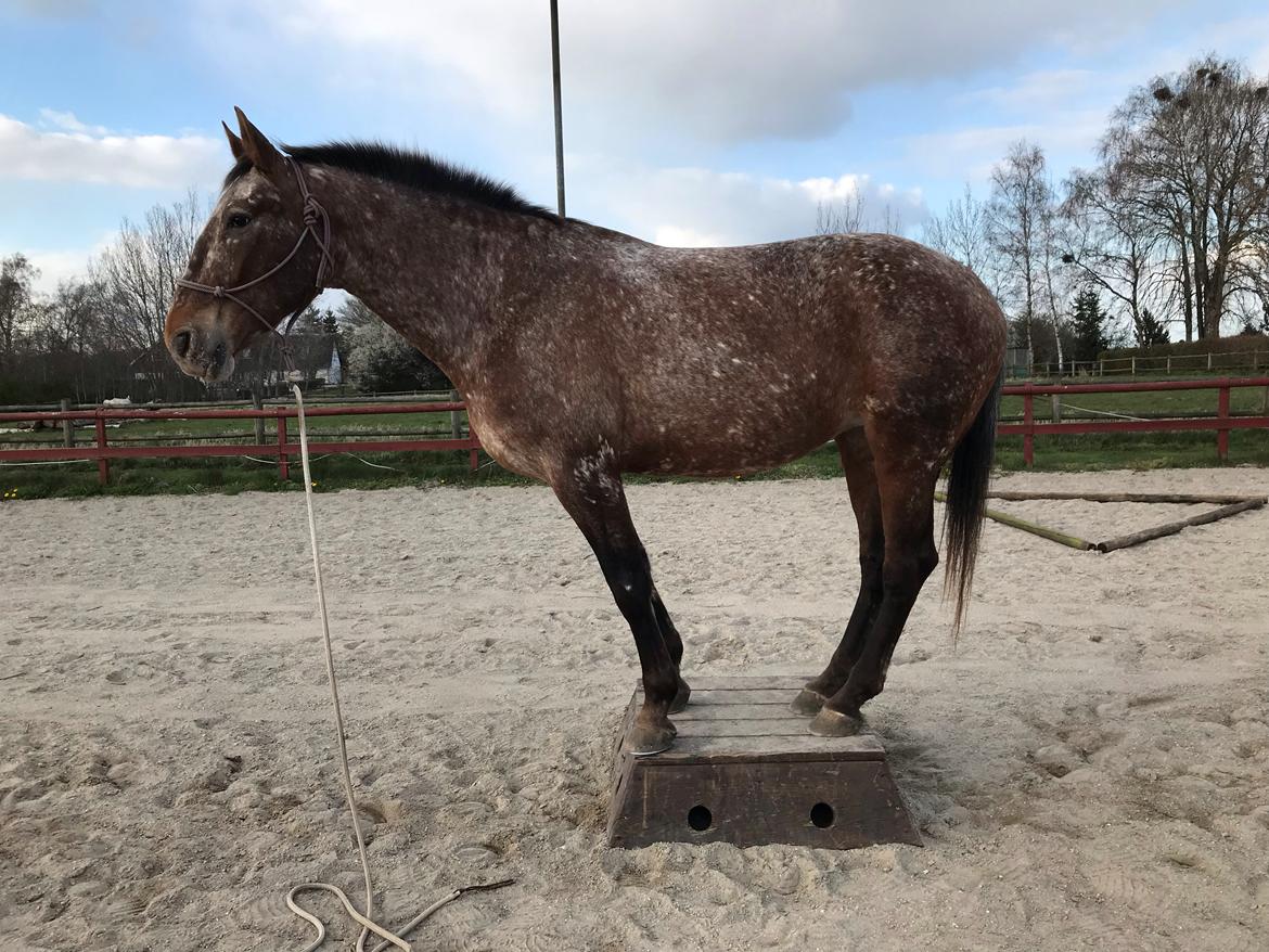 Knabstrupper Stald Buch's Texxa R.I.P billede 11