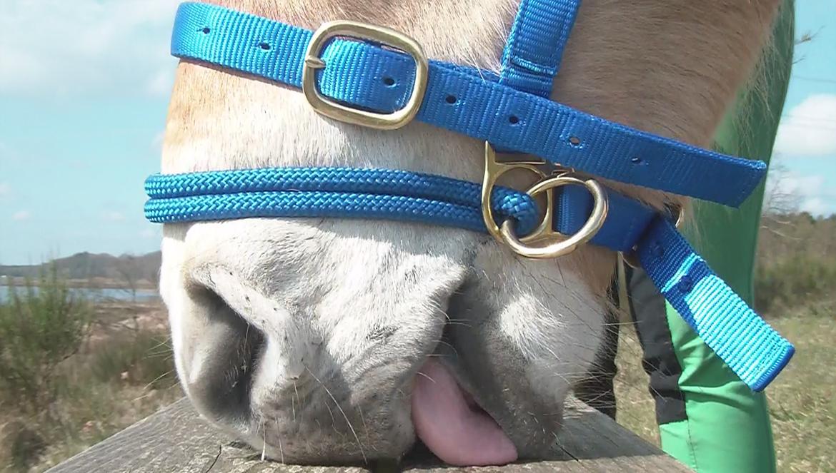 Fjordhest | Odin Møldrup | Hotte  billede 20