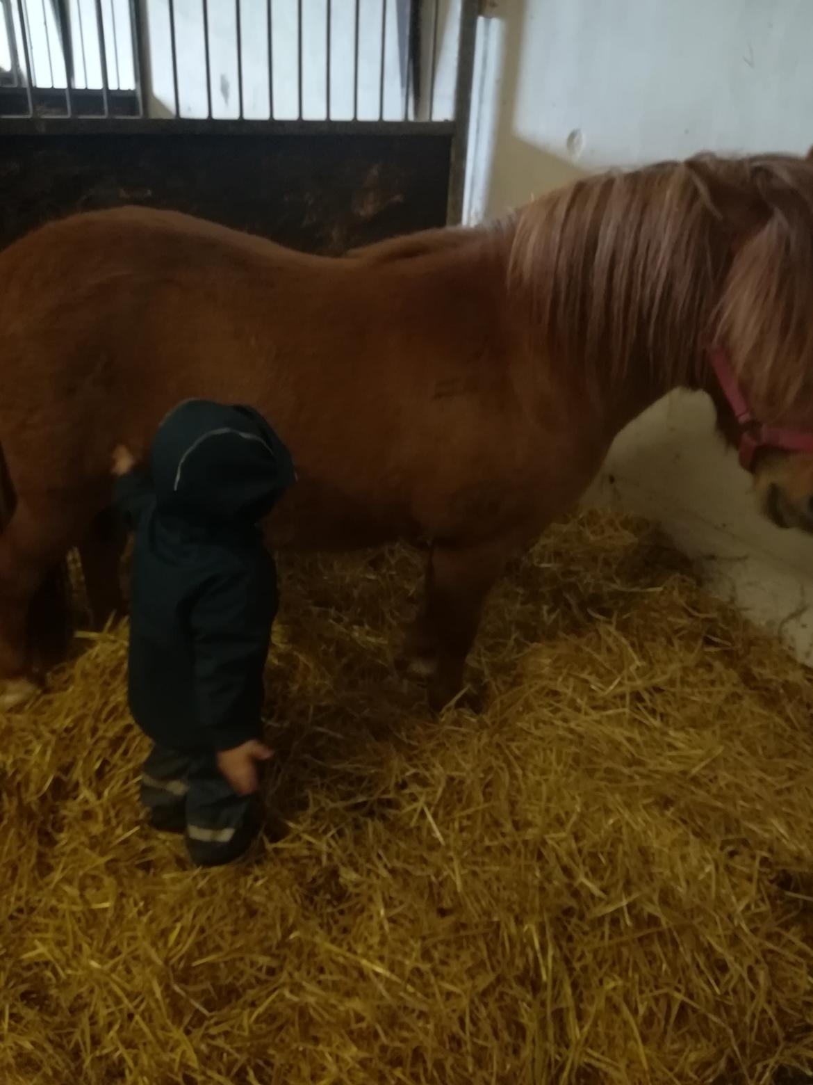 Anden særlig race flika  billede 15