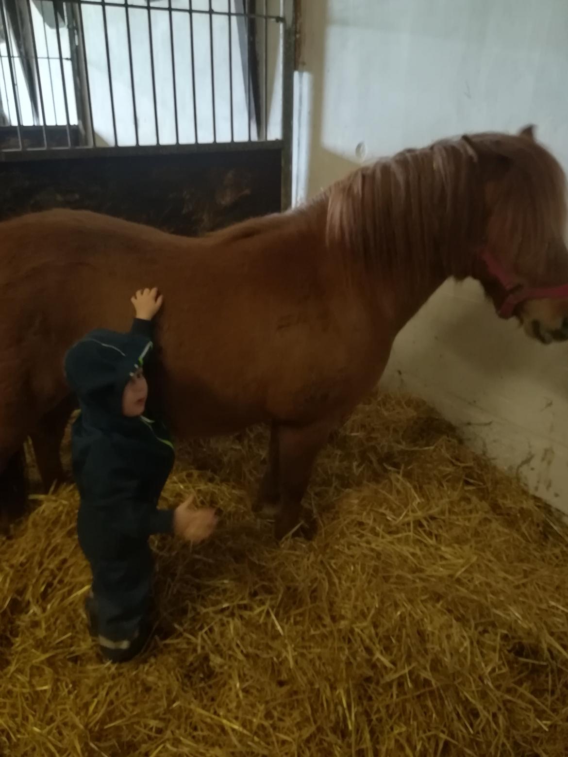 Anden særlig race flika  billede 16