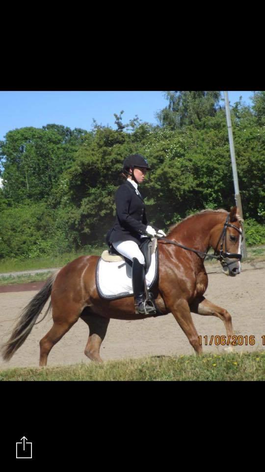 New Forest Firfod Flittiglize billede 14