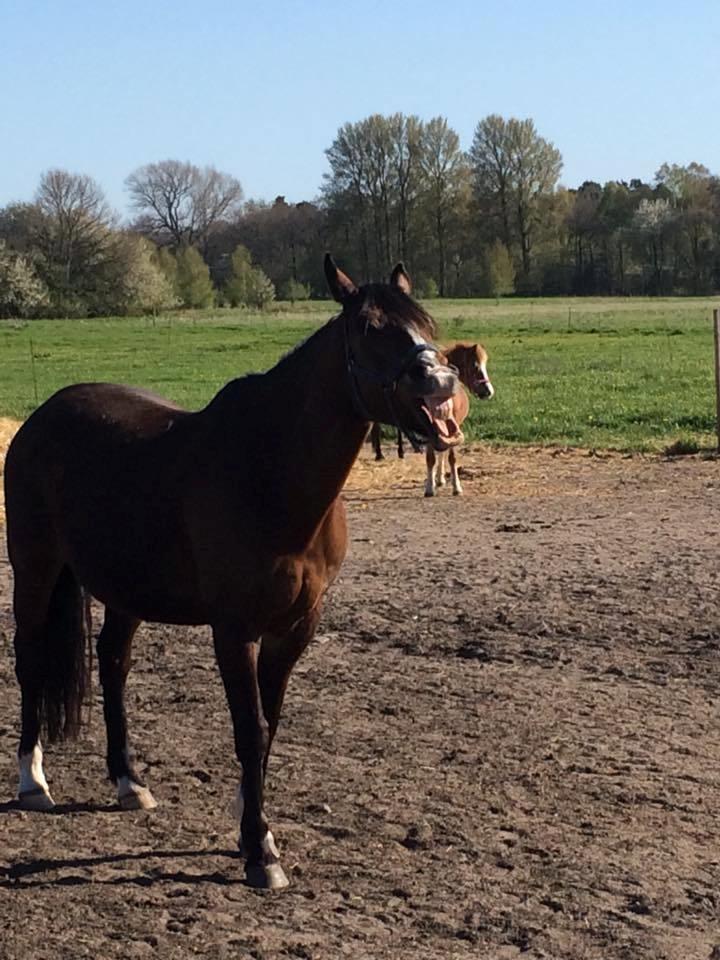 Oldenborg Korea billede 1