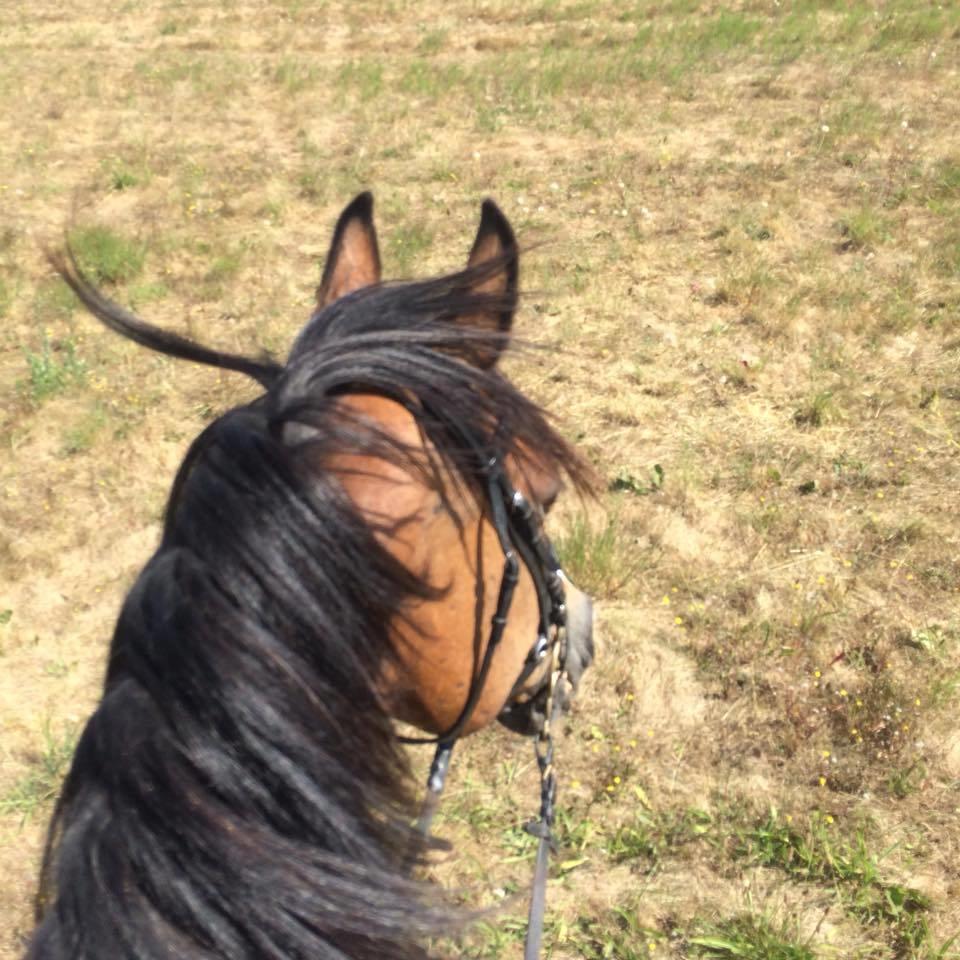 Oldenborg Korea billede 2