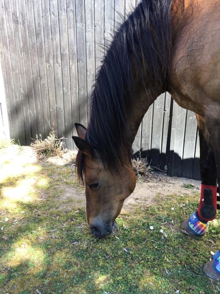 Oldenborg Korea billede 4