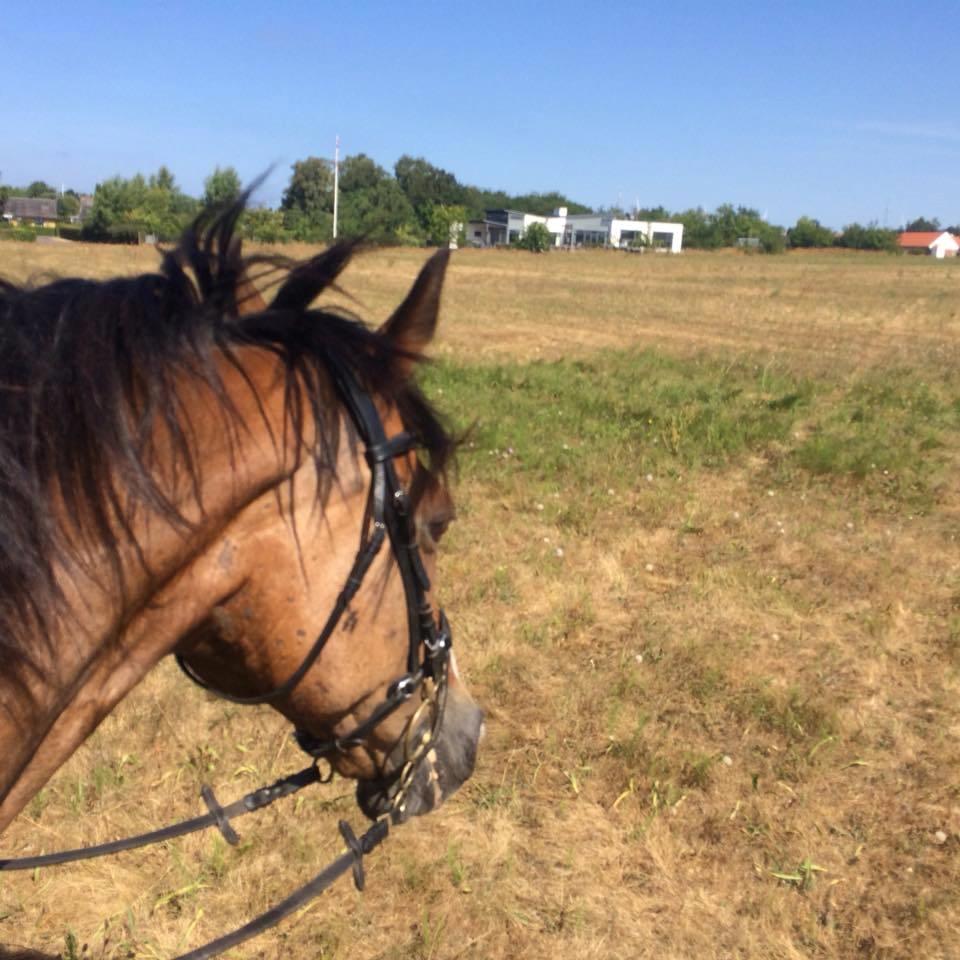 Oldenborg Korea billede 3