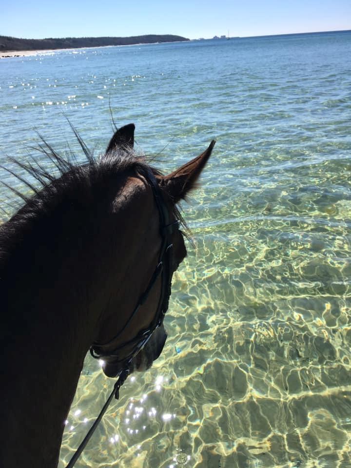 Oldenborg Korea billede 6