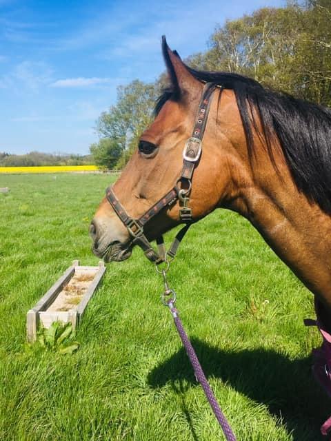 Oldenborg Korea billede 7