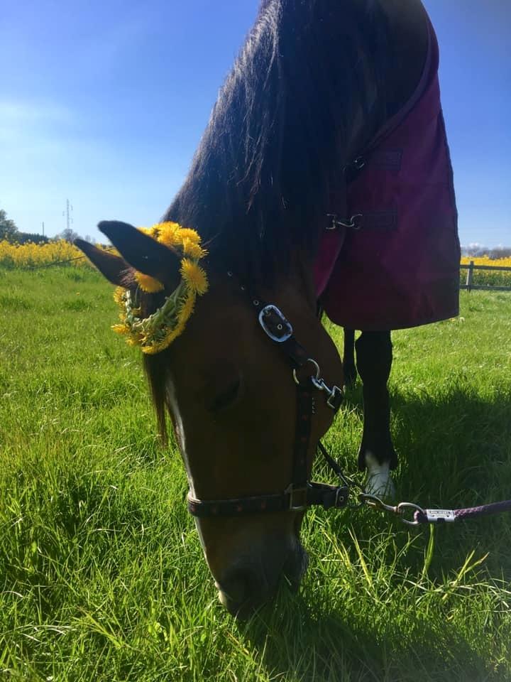 Oldenborg Korea billede 8