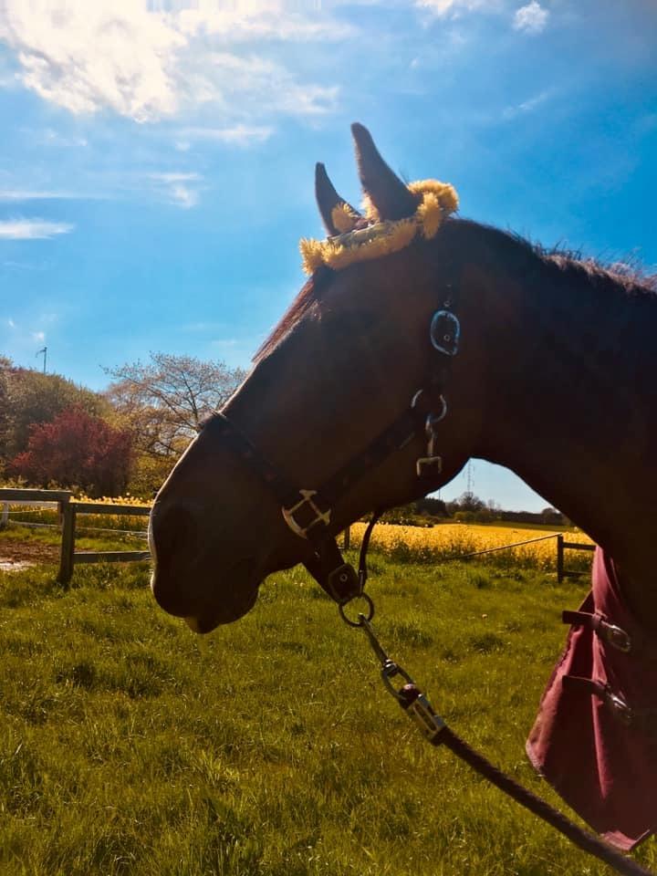 Oldenborg Korea billede 9