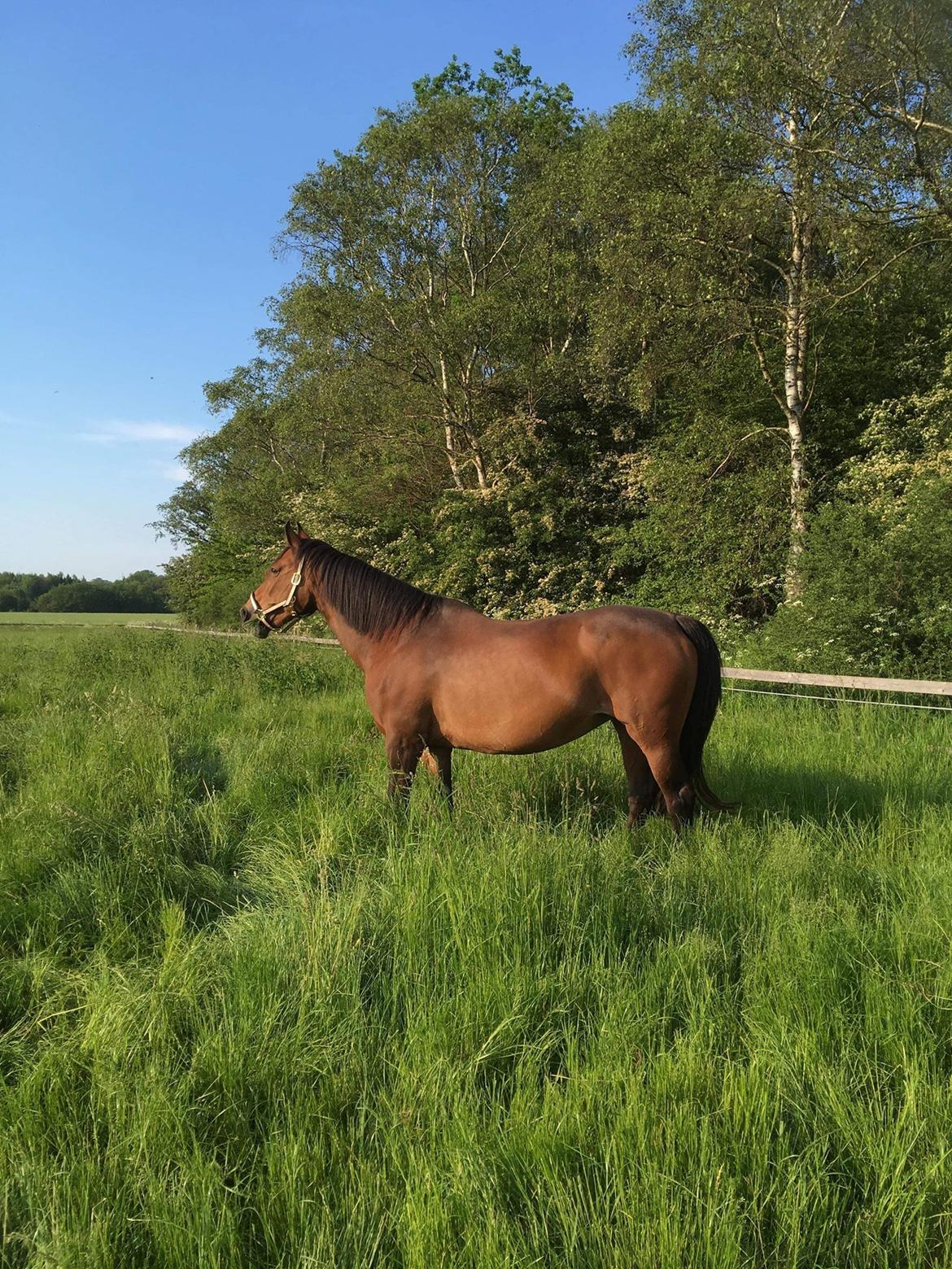 Oldenborg Korea billede 12