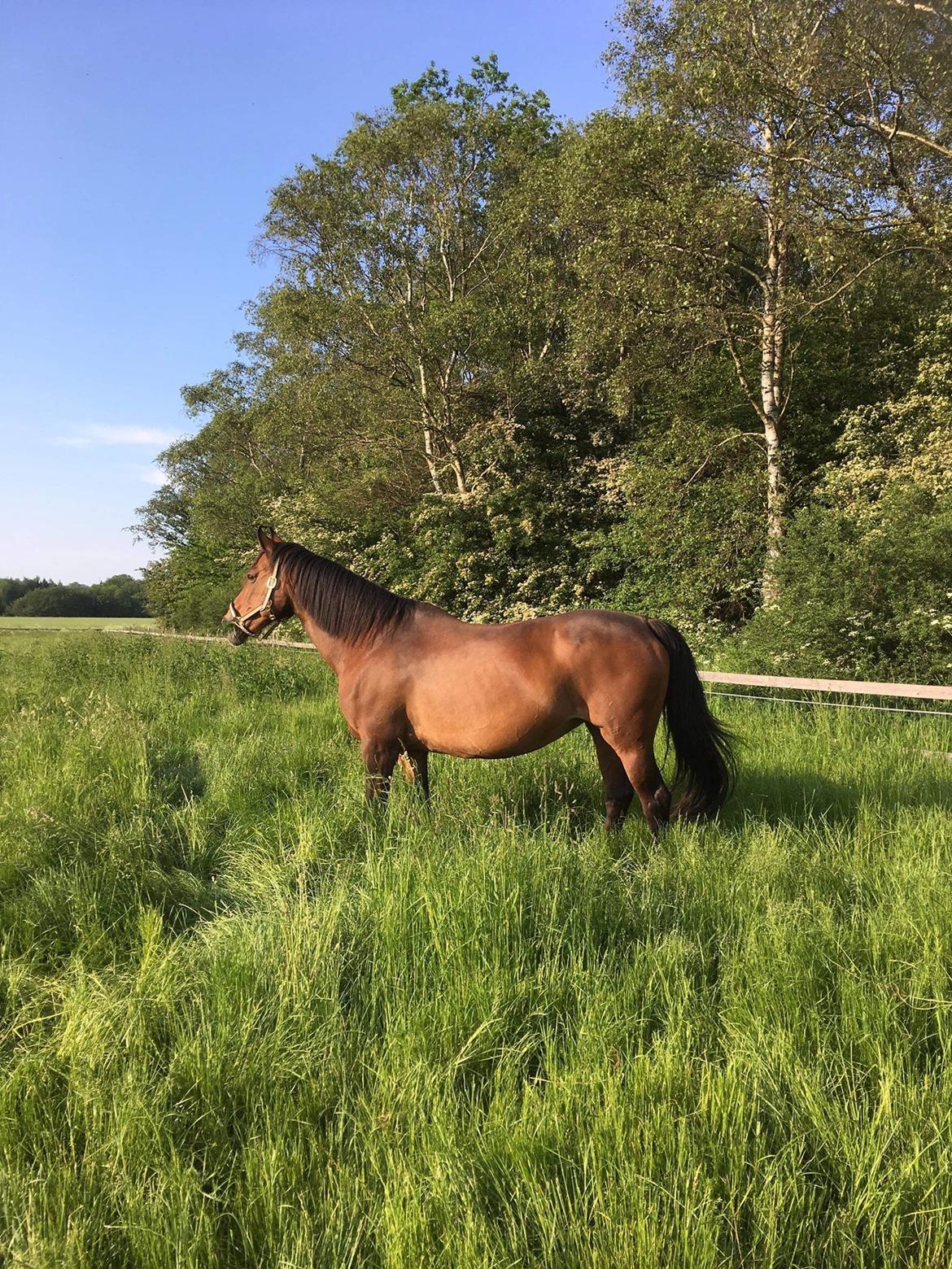 Oldenborg Korea billede 10