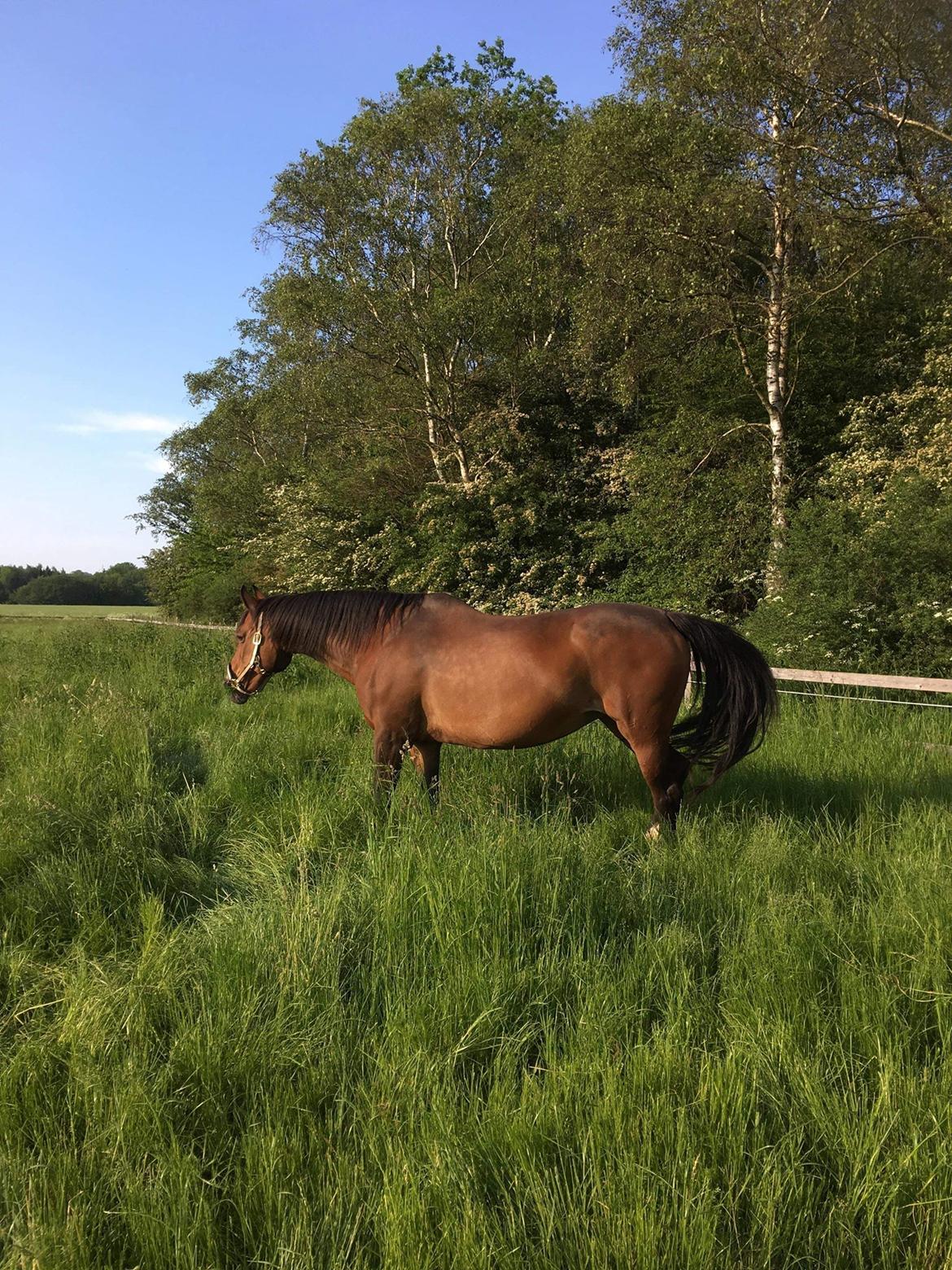 Oldenborg Korea billede 11