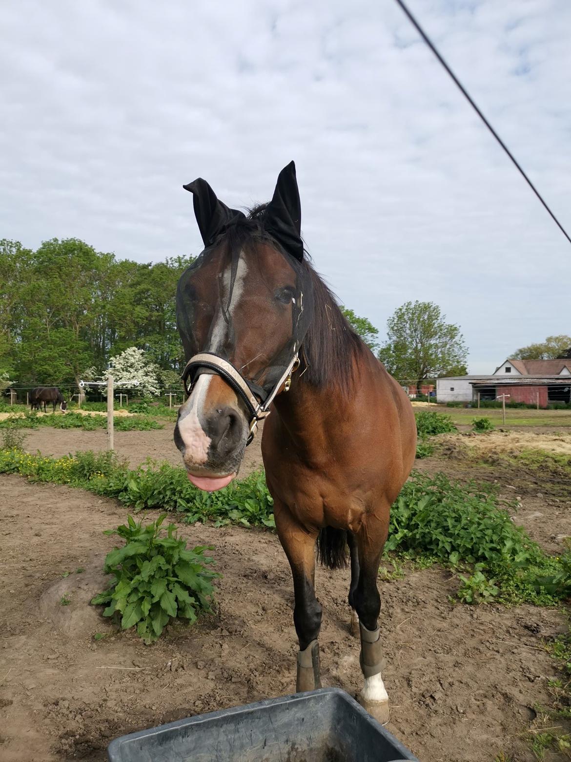 Oldenborg Korea billede 15