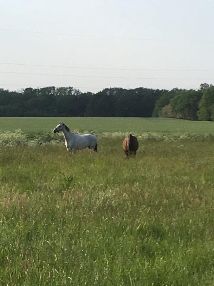 Oldenborg Korea billede 17