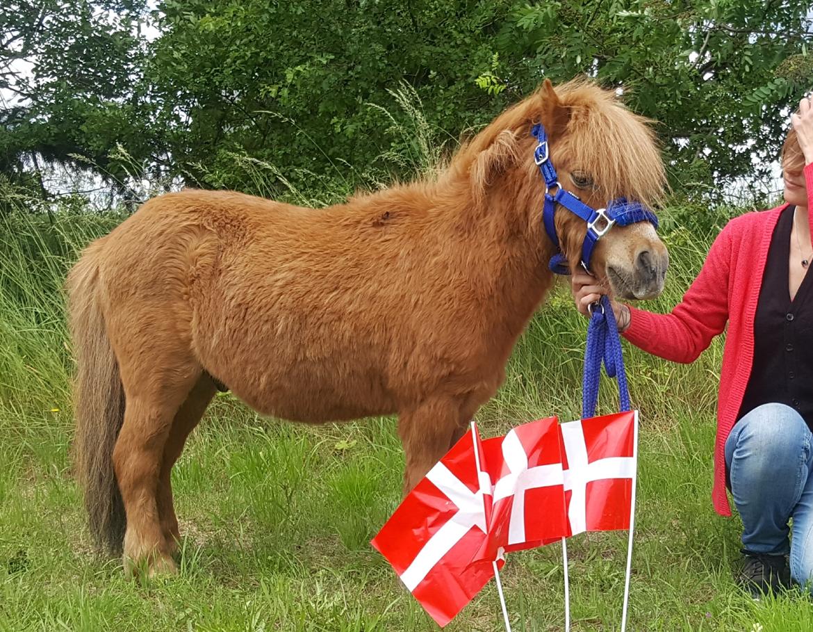 Shetlænder Nepos nero billede 1