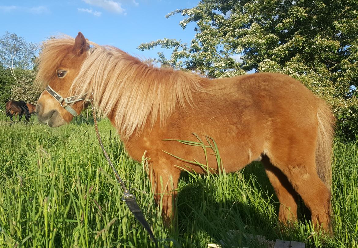 Shetlænder Nepos nero billede 6