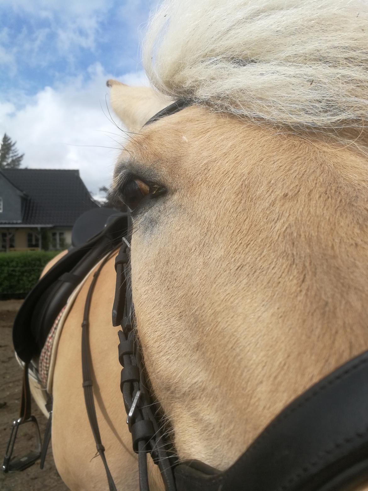 Fjordhest Ariel billede 7