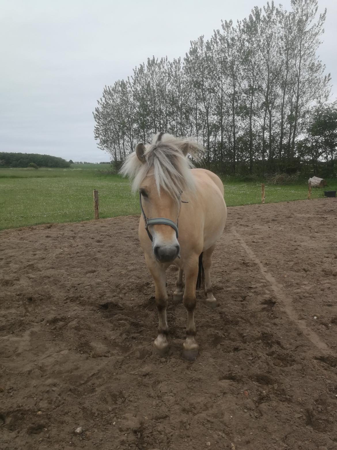 Fjordhest Ariel billede 3