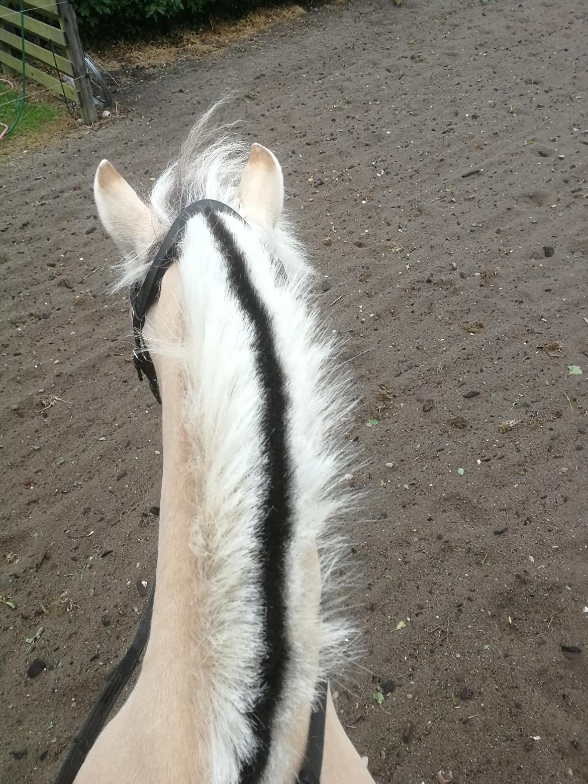 Fjordhest Ariel billede 11