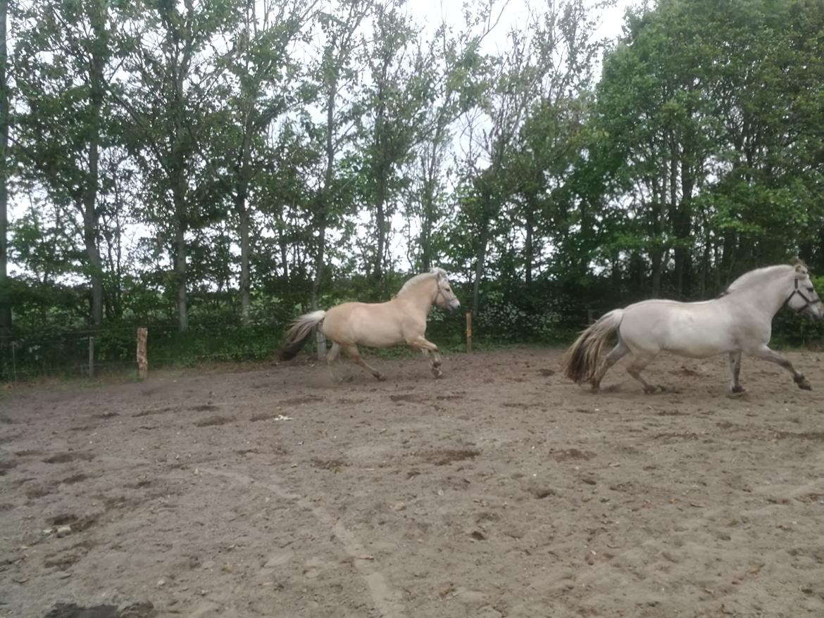 Fjordhest Ariel billede 6