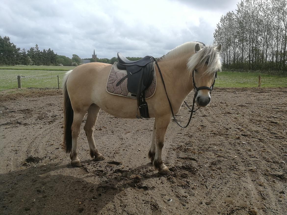 Fjordhest Ariel billede 10